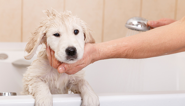 Consejos para bañar correctamente a tu perro