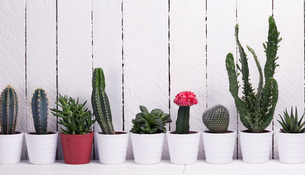 ¿Cómo cuidar cactus en el hogar? - Revista VIDASANA