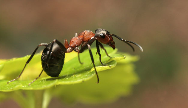 hormigas costa rica