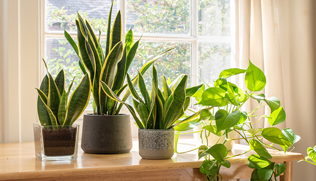 ¿Puedo tener plantas dentro de mi casa o habitación?