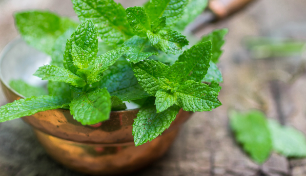 Menta: Propiedades, beneficios y para qué sirve esta planta